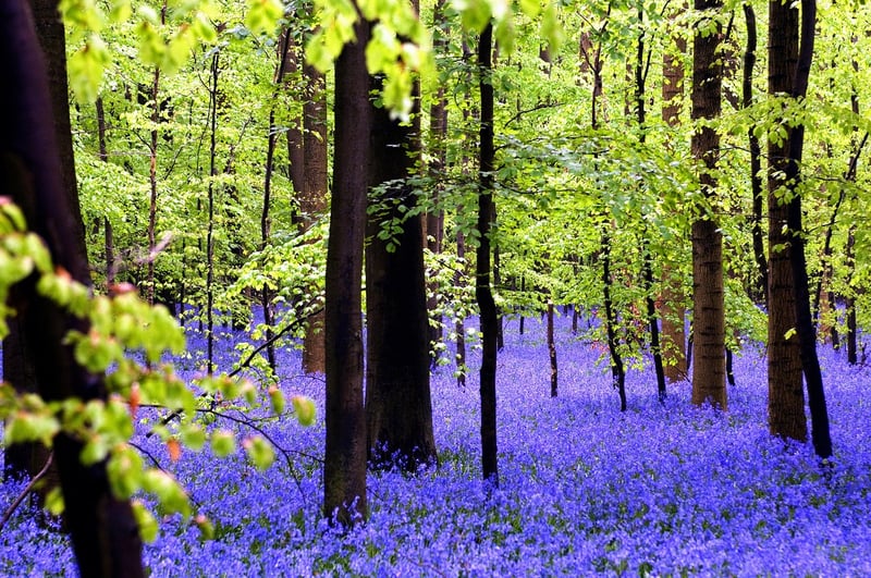 Hallerbos, Belgium