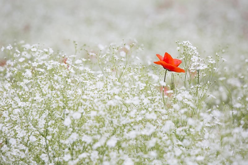 Wildflowers Meadow